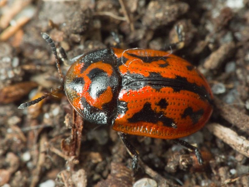 Pilemostoma fastuosa (Schaller, 1783)